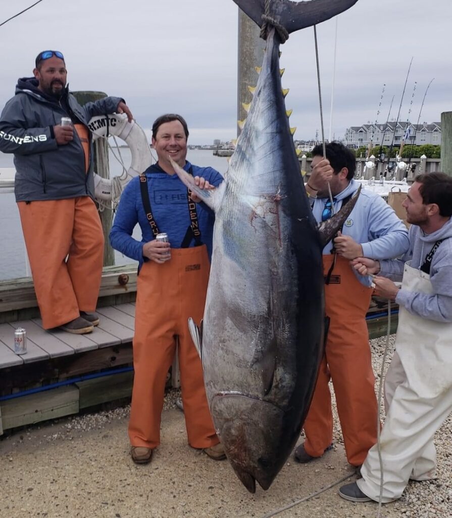 TJ Johnson aboard the XYZ weighed in the biggest bluefin tuna ever brought to the Beach Haven Marlin Tuna Club. This 92" 462# tuna was caught in close after a three hour battle on an 80 wide.