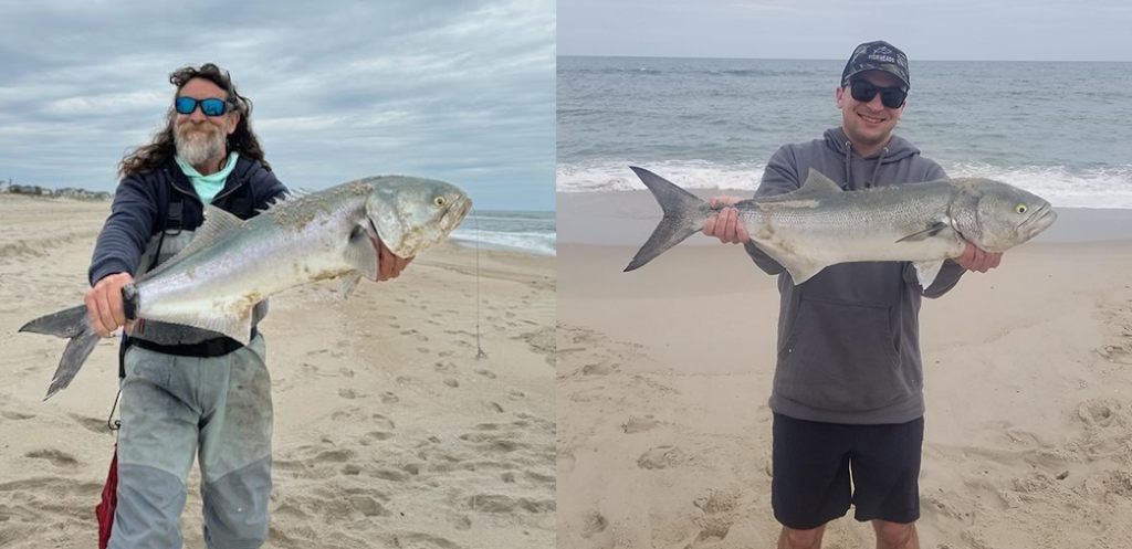 Fish Head staffers Frankie (left) and Jared (right) got into some nice blues on the LBI surf fishing the mid-May time frame.